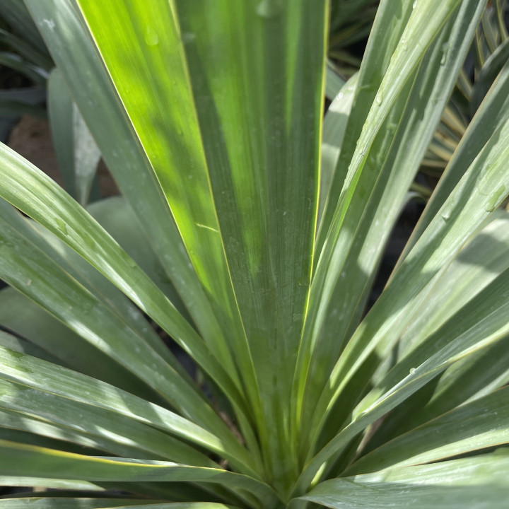 Yucca gloriosa
