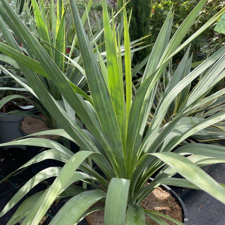 Yucca gloriosa