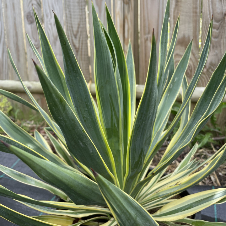 Yucca gloriosa variegata