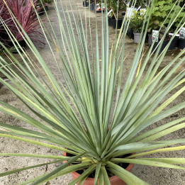 Nolina nelsonii