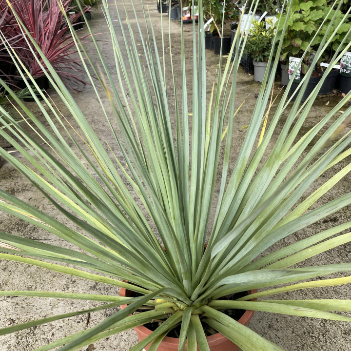 Nolina nelsonii