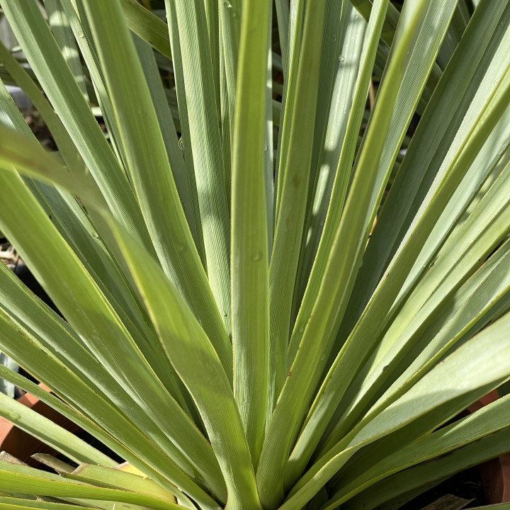 Nolina nelsonii