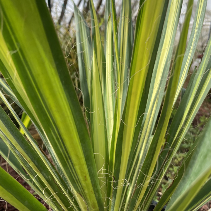 Yucca flaccida Golden Sword