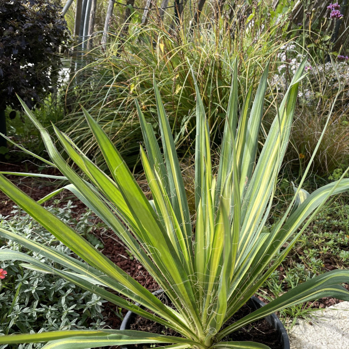 Yucca Golden Sword