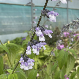 Salvia Phyllis Fancy