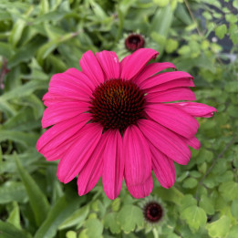 Echinacea sensation Wild Romance