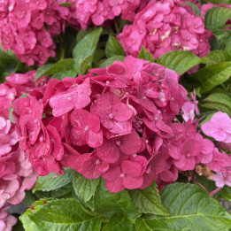 Hydrangea macrophylla Summer Love