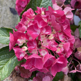 Hydrangea macrophylla Raspberry Lemonade