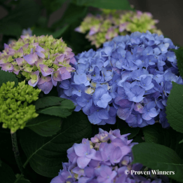 Hydrangea macrophylla Sweet Marshmallow