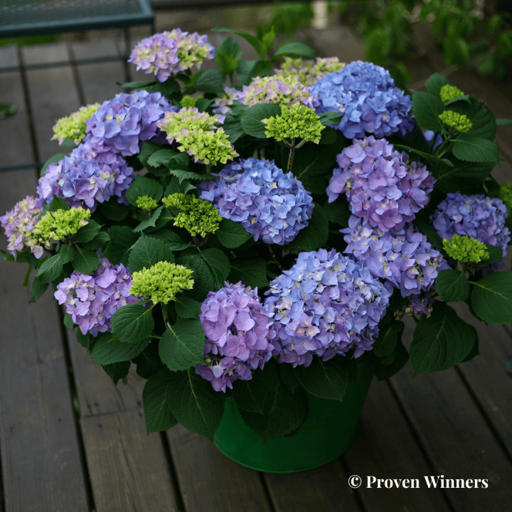 Hydrangea macrophylla Sweet Marshmallow