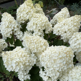 Hydrangea paniculata Little Hottie
