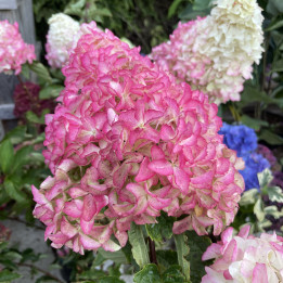 Hydrangea paniculata Fraise Melba