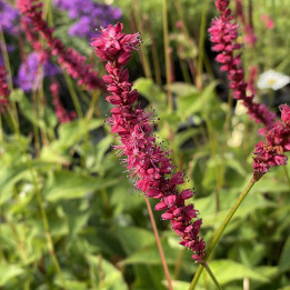 Persicaria amplexicaulis Purple Spear