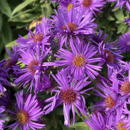 Aster novae angliae Purple Dome