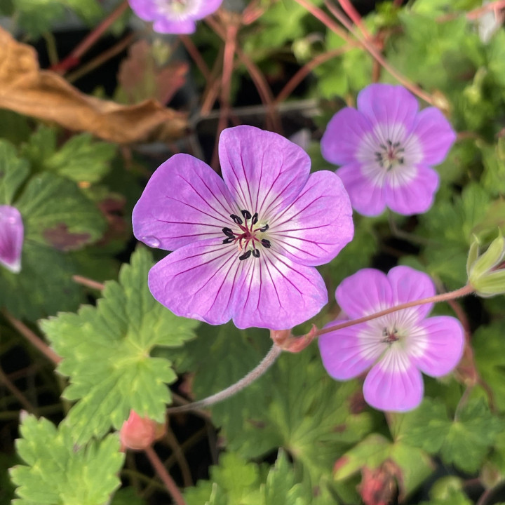 Geranium Kelly Anne