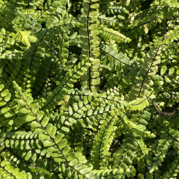 Asplenium trichomanes