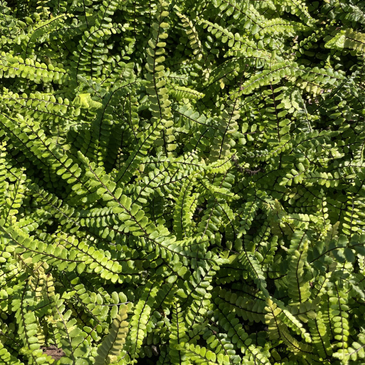 Asplenium trichomanes