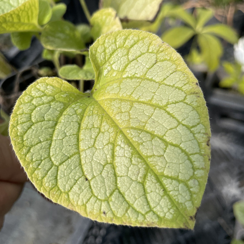 Brunnera macrophylla Jack's Gold Brunnera macrophylla Jack's Gold