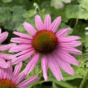 Echinacea Fountain Light Purple Echinacea Fountain Light Purple