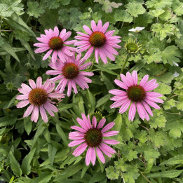 Echinacea Fountain Light Purple