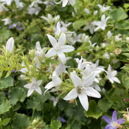 Floraison de la Campanula poscharskyana E.H. Frost