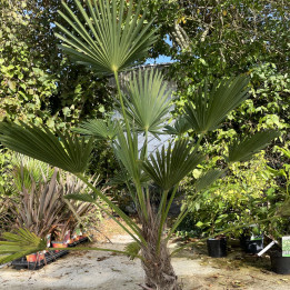 Chamaerops wagnerianus