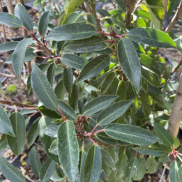 Prunus lusitanica Angustifolia
