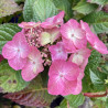 Hydrangea macrophylla Pop Star