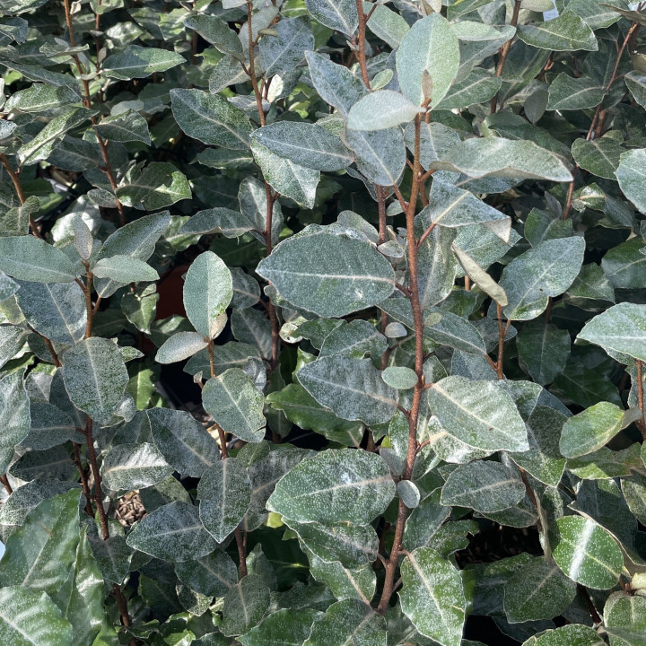 Elaeagnus ebbingei
