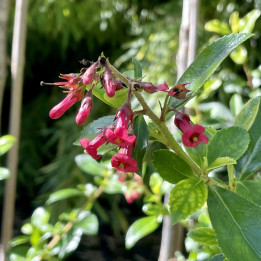Escallonia rubra Crimson Spire