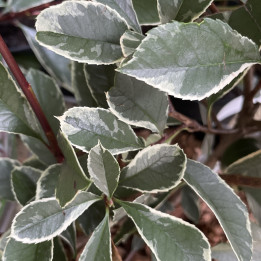 Photinia Louise