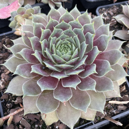 Sempervivum Big Sam Purple Quartz