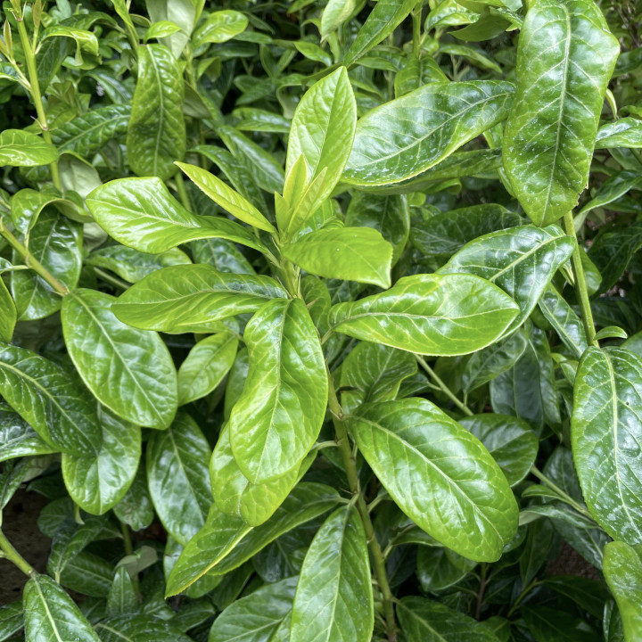 Prunus laurocerasus Novita