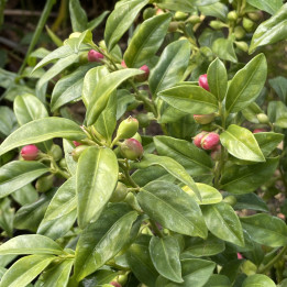 Sarcococca confusa