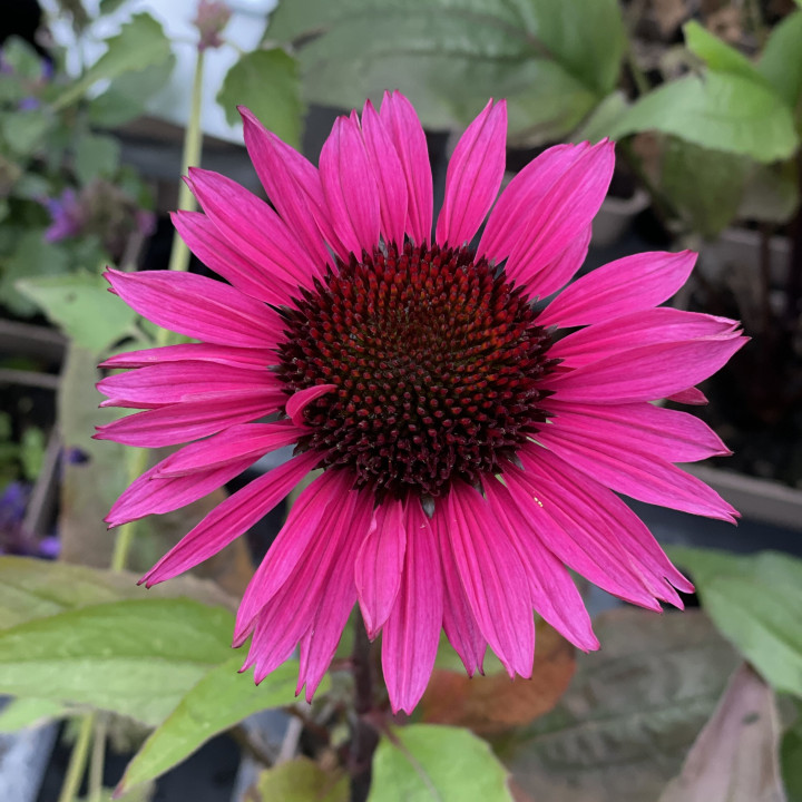 Godet d'Echinacea purpurea Fatal Attraction prêt à être expédié