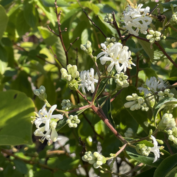 Heptacodium Temple of Bloom