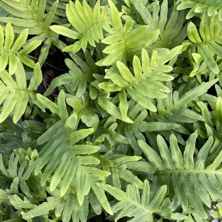 Polypodium Whitley Giant