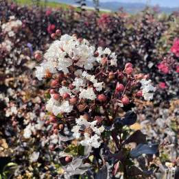 Lagerstroemia indica White Queen