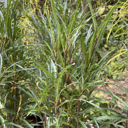 Rhamnus frangula Fine Line