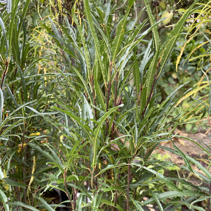 Rhamnus frangula Fine Line