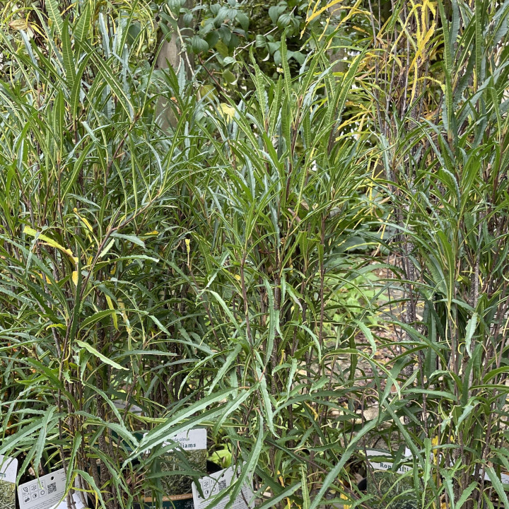 Rhamnus frangula Fine Line