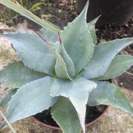 Agave ovatifolia Vanzie