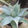 Agave ovatifolia Vanzie