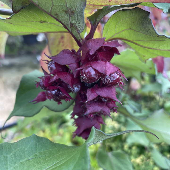 Leycesteria formosa Purple Rain