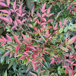Nandina domestica Sienna Sunrise