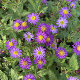 Aster Ezo Murasaki