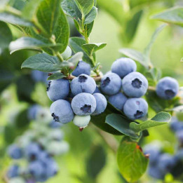 Myrtillier corymbosum Brigitta Blue