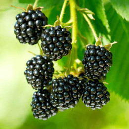 Mûrier Triple Crown