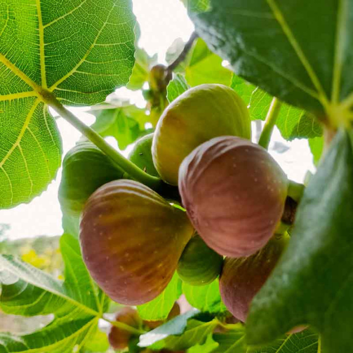 Figuier Goutte d'Or