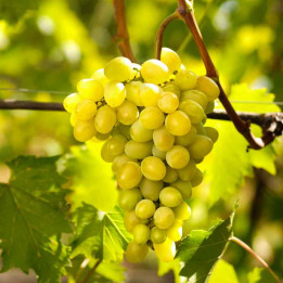 Vigne Exalta - raisin blanc